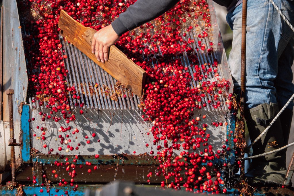 Guide to evaluating fresh produce supplier safety compliance in Europe